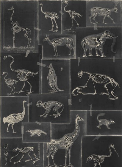 Skelett Tapete Zooarchaeology von MIND THE GAP - WP20237