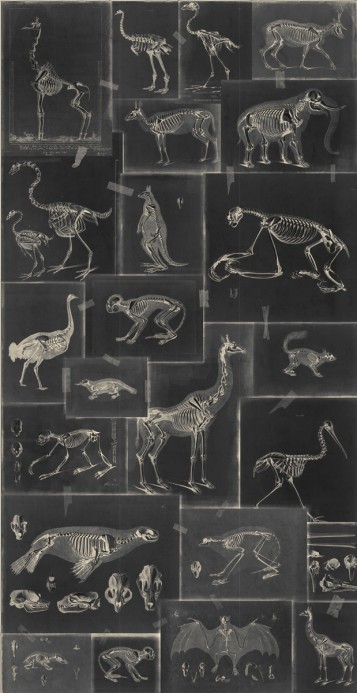 Mindthegap Papier peint Zooarchaeology - WP20237