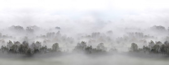Nebeltapete Morning Fog von Rebel Walls