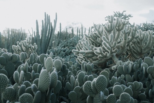 Foto Tapete Cacti von Rebel Walls
