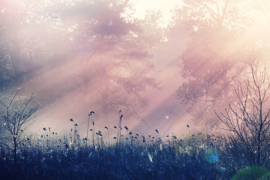 Rebel Walls Papier peint panoramique Pink Dawn