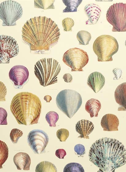 John Derian Papier peint Captain Thomas Brown Shells - Sepia