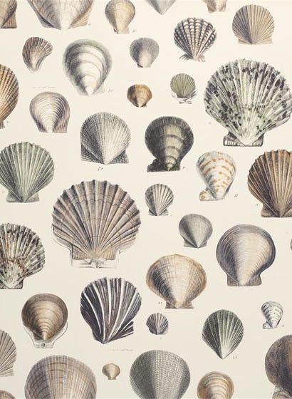 John Derian Papier peint Captain Thomas Brown Shells - Oyster
