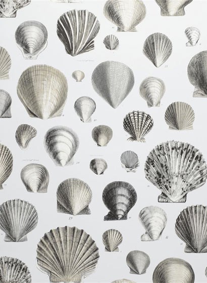 John Derian Papier peint Captain Thomas Brown Shells - Pearl