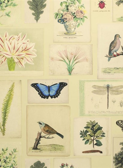 John Derian Papier peint Flora and Fauna - Parchment