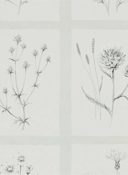 Sanderson Carta da parati Little Thistles - Pewter