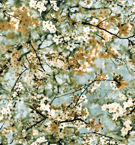 Kirschblüten Tapete Cerisier von Jean Paul Gaultier