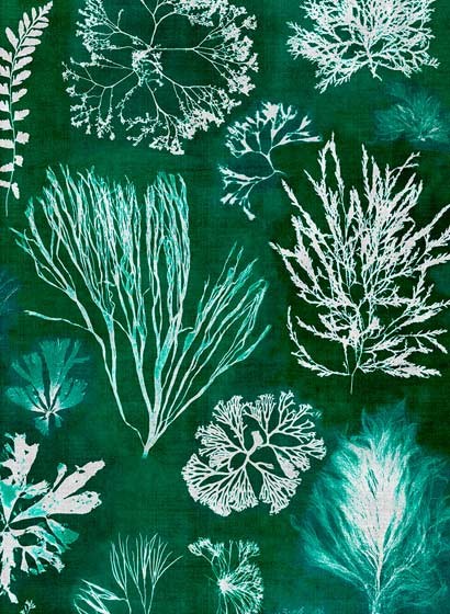 MINDTHEGAP Wallpaper Algae Moss