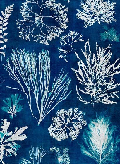 MINDTHEGAP Wallpaper Algae Navy Blue