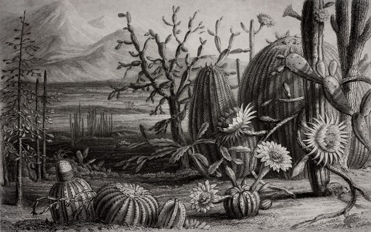 Rebel Walls Papier peint panoramique Cactus Garden