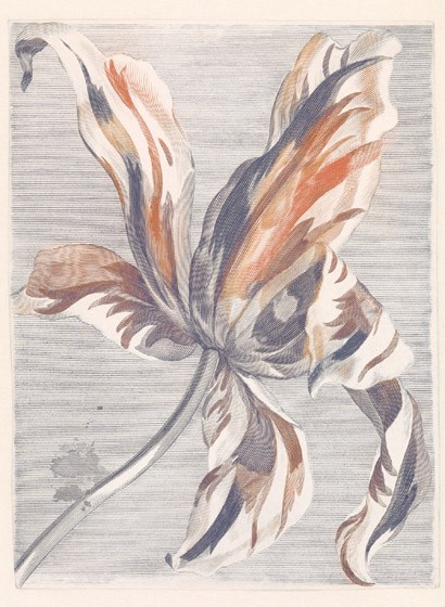 Eijffinger Papier peint Tulip Teyler - Weiß Orange