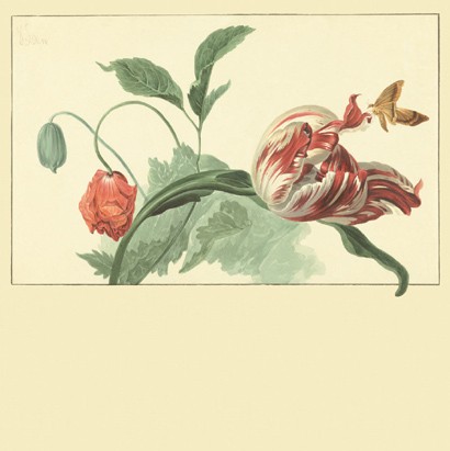 Eijffinger Wallpaper Tulip and Poppy Mehrfarbig Weiß