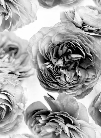 Rosentapete Summer Wind von Rebel Walls - Black and White