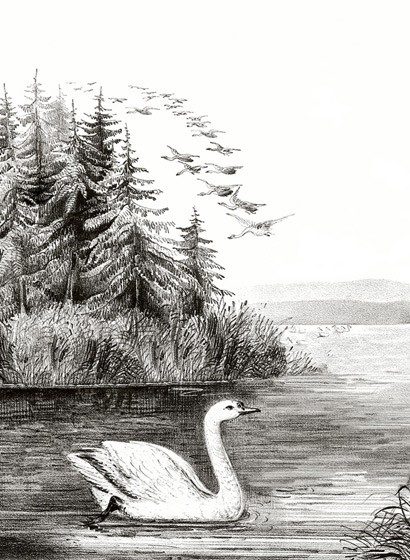 Landschaftstapete Swan Lake von Rebel Walls - Black & White