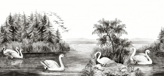 Rebel Walls Papier peint panoramique Swan Lake - Black/ White