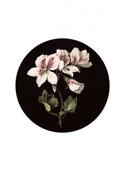 KEK Amsterdam Wandbild White Flowers Circle - S - 1.425m