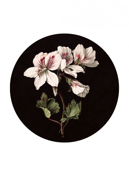 KEK Amsterdam Wandbild White Flowers Circle - M - 1.9m