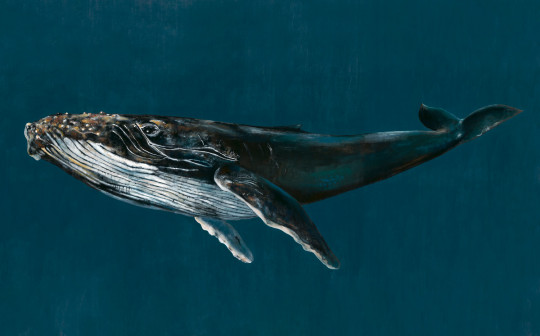 Coordonne Mural Humpback Whale Ocean
