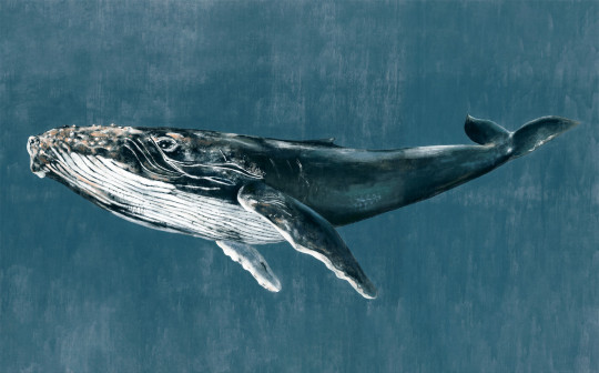 Coordonne Papier peint panoramique Humpback Whale - Vintage