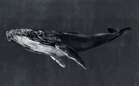 Coordonne Papier peint panoramique Humpback Whale - Night