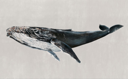 Coordonne Mural Humpback Whale Grey