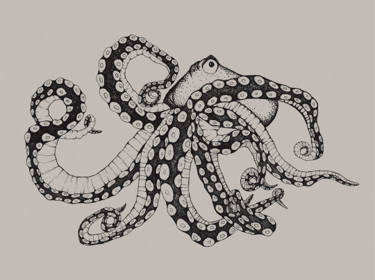 Coordonne Carta da parati panoramica Octopus X-Ray - Ink