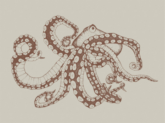 Coordonne Carta da parati panoramica Octopus X-Ray - Papirus