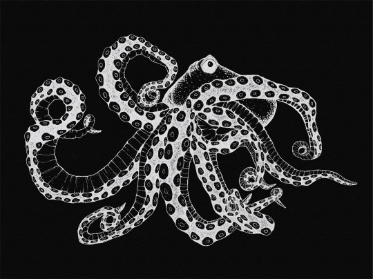 Coordonne Papier peint panoramique Octopus X-Ray - Black