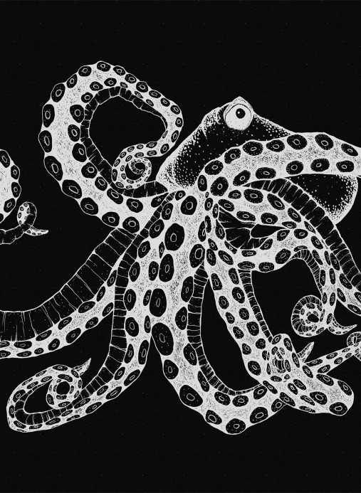 Coordonne Mural Octopus X-Ray Black