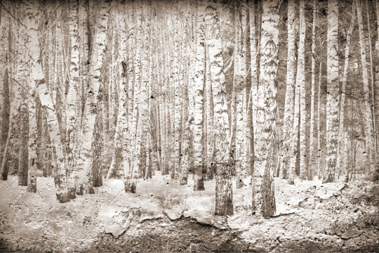 Coordonne Wandbild Broken Forest - Sepia