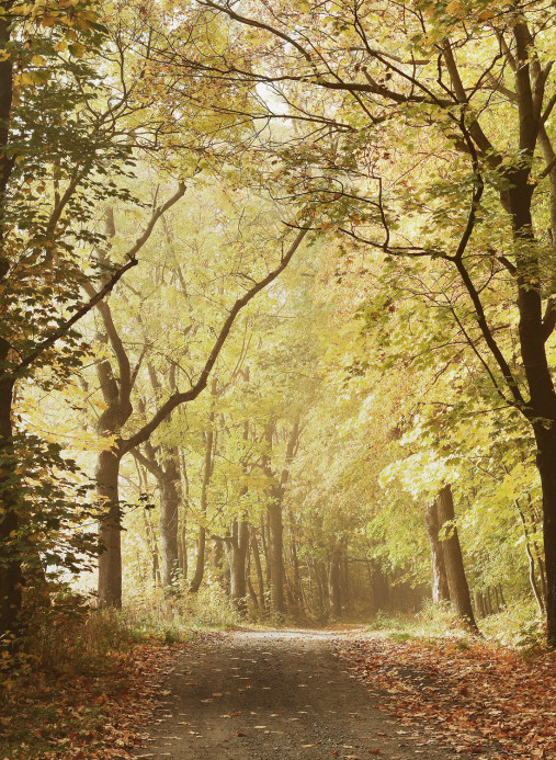 Coordonne Carta da parati panoramica Woods October Path - 6500207