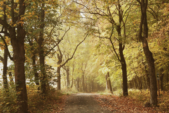 Coordonne Papier peint panoramique Woods October Path - 6500207
