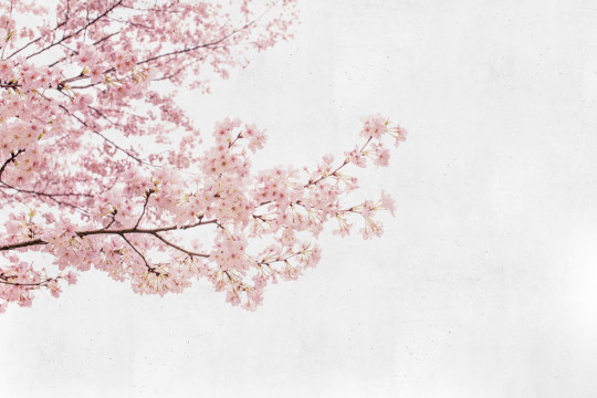 Coordonne Mural Blossom Almond Tree Pink