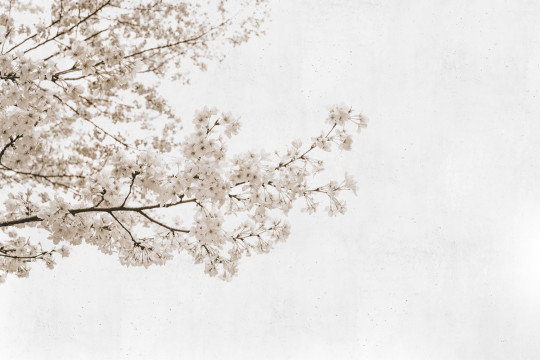 Coordonne Mural Blossom Almond Tree Grey
