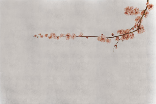Coordonne Papier peint panoramique Blossom Branch - Pink