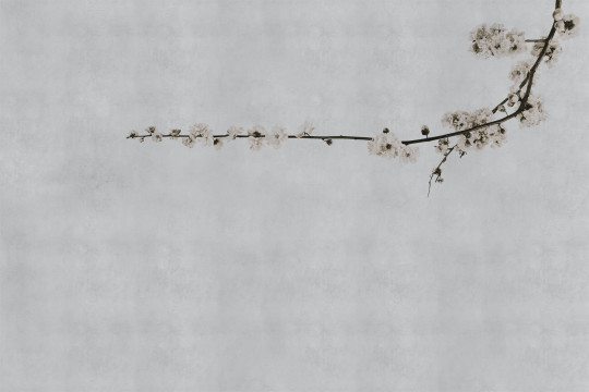 Coordonne Wandbild Blossom Branch  - Grey