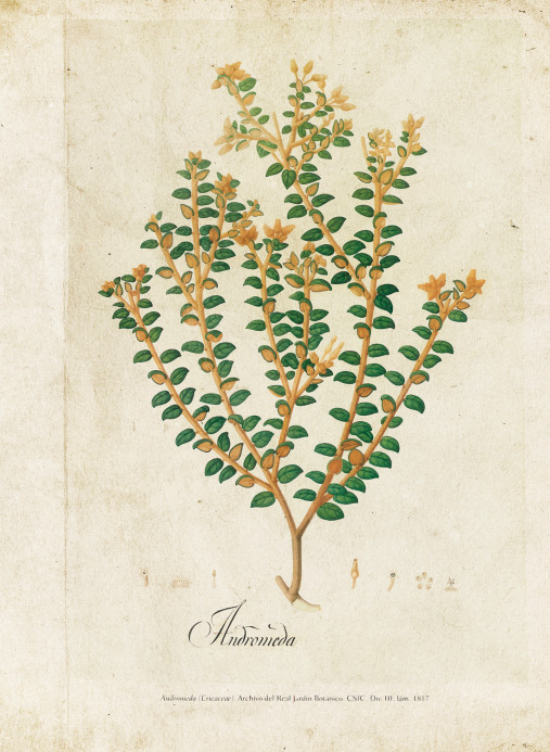 Coordonne Mural Botanical Drawing 6500503