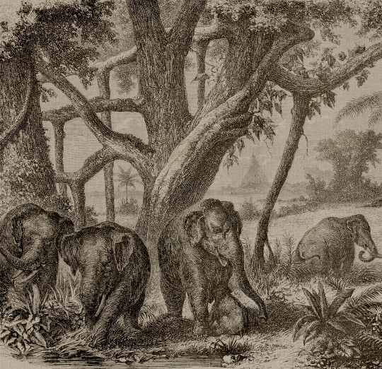 Coordonne Wandbild Elephants
