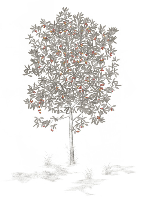 Isidore Leroy Papier peint panoramique Arbustes Gris - Arbousier