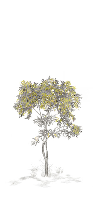Isidore Leroy Mural Arbustes Gris - Mimosa