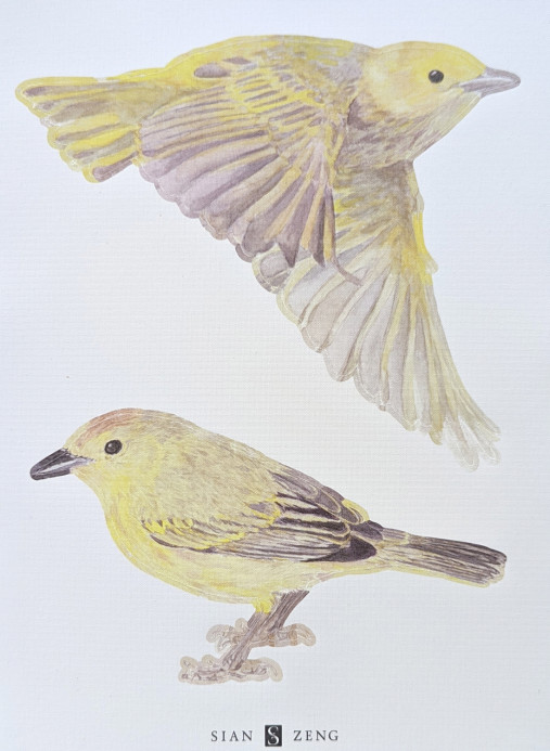 Sian Zeng Wandsticker Warbler Bird - Yellow