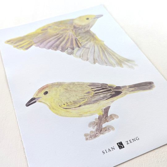 Sian Zeng Wandsticker Warbler Bird
